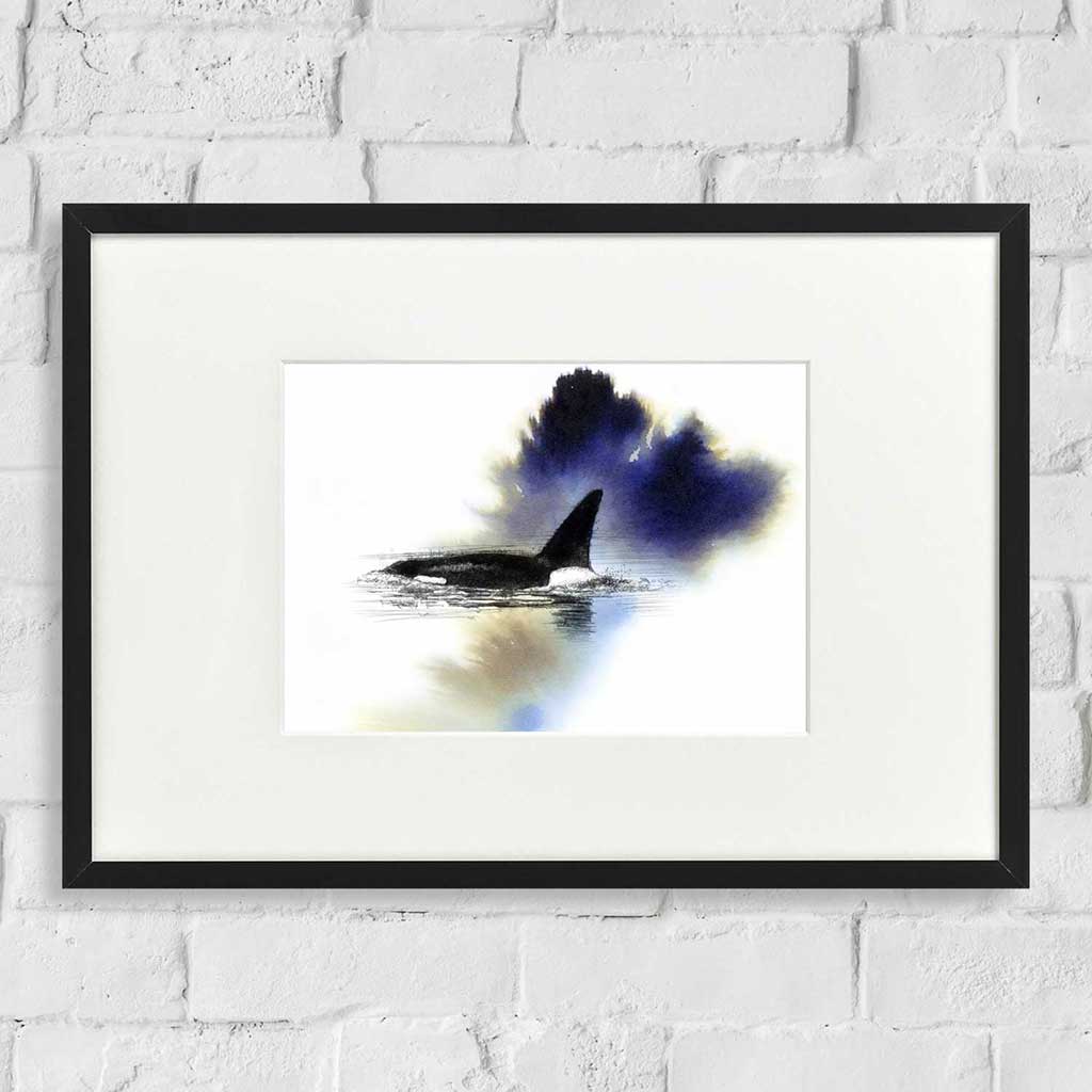 Orca surfacing