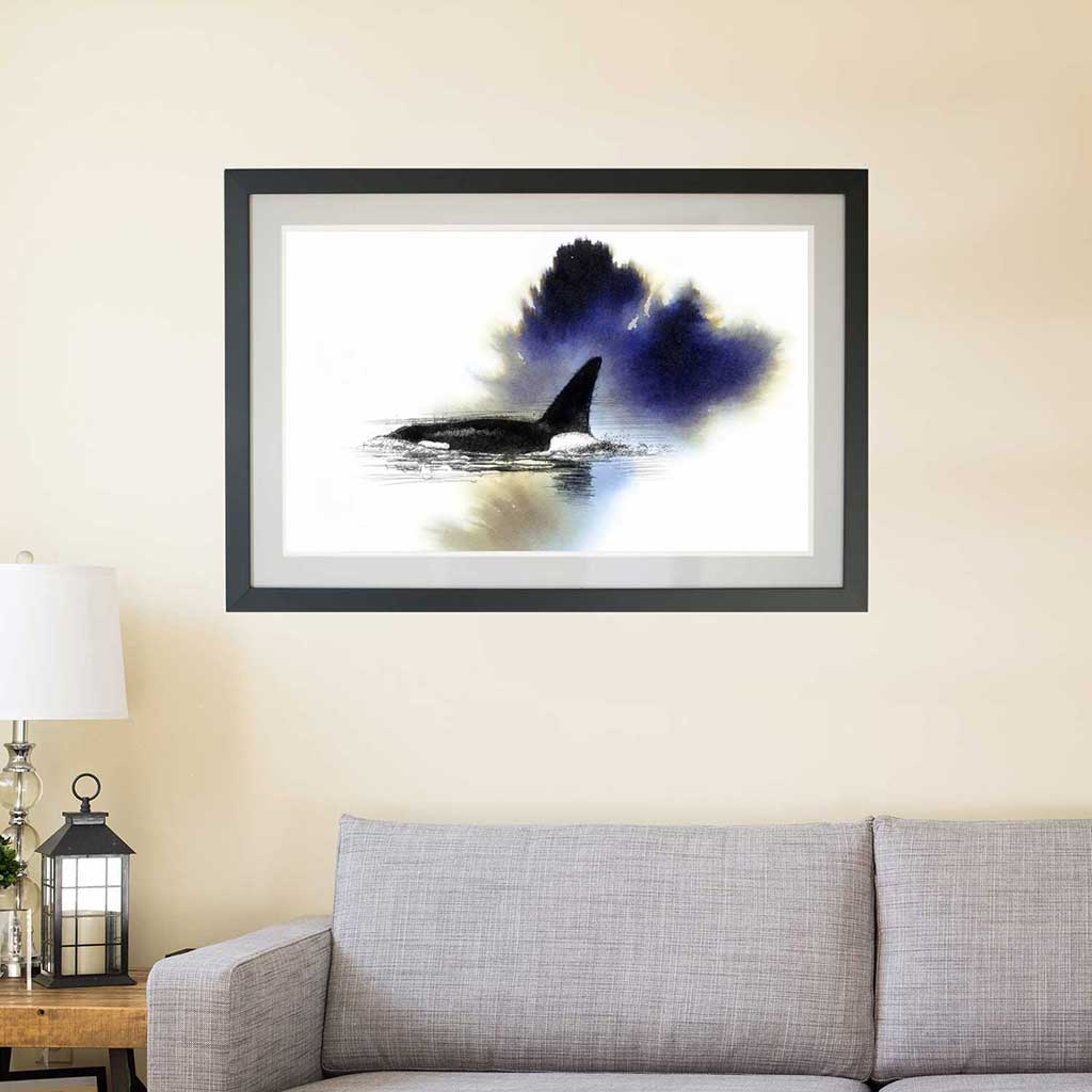 Orca surfacing