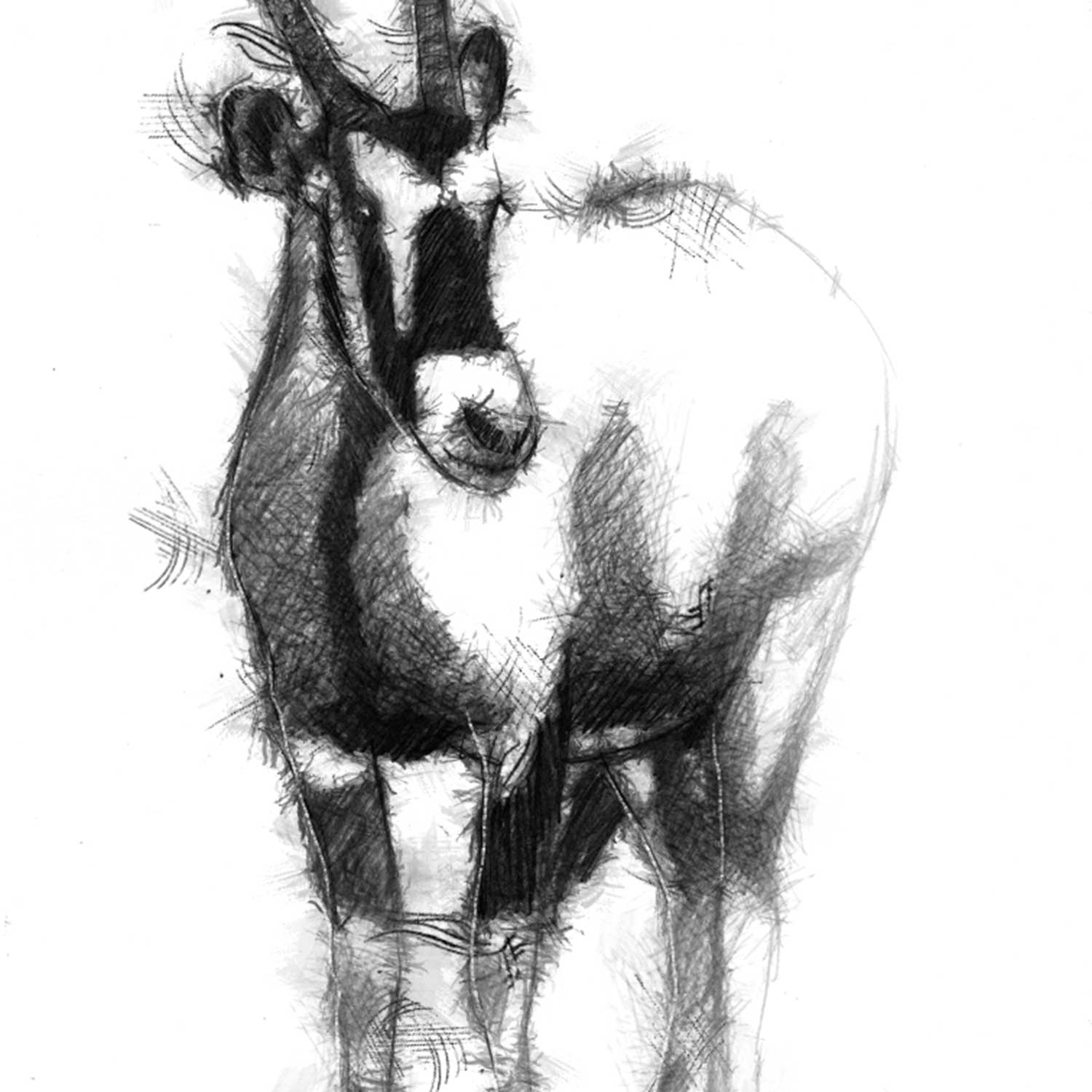 Oryx