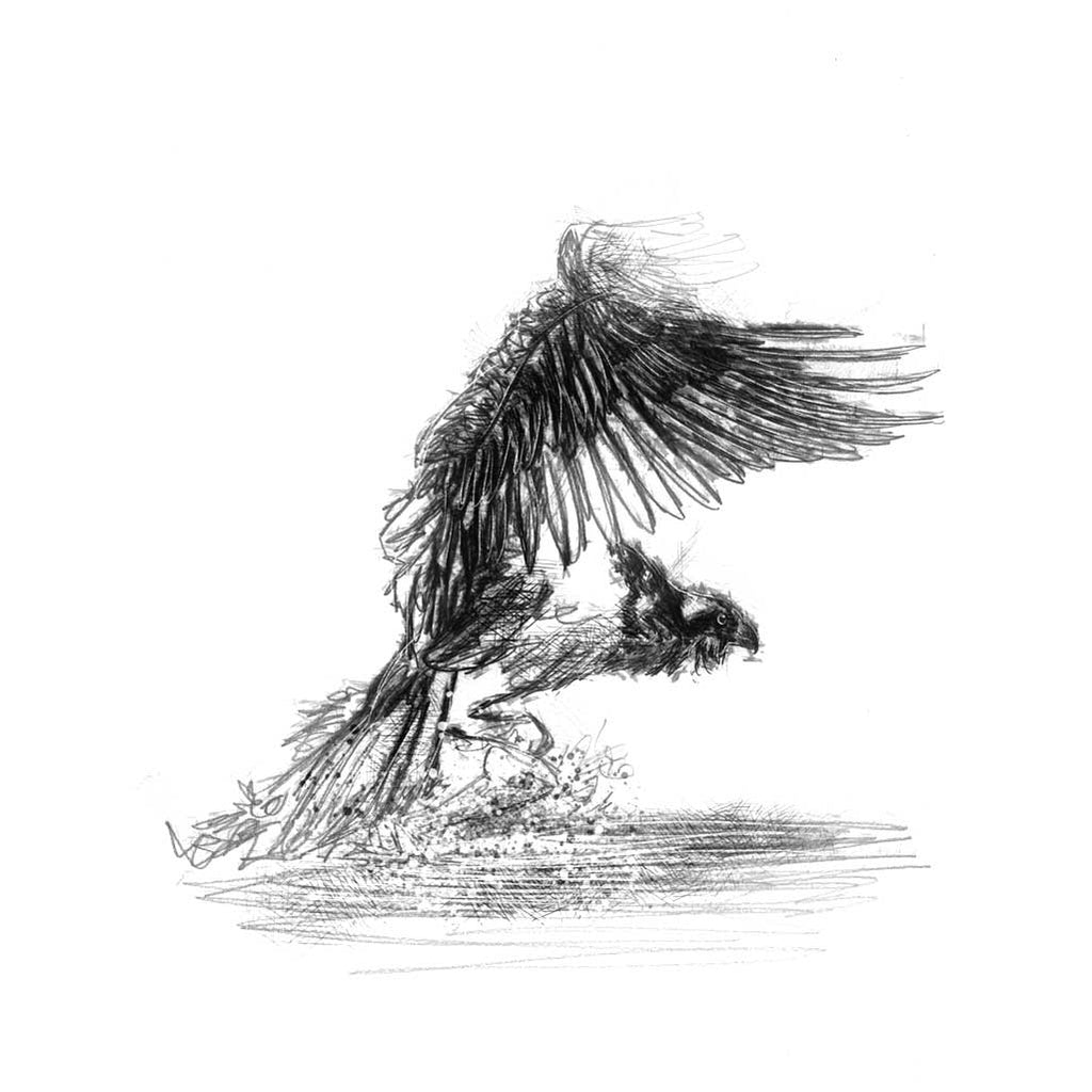 Osprey