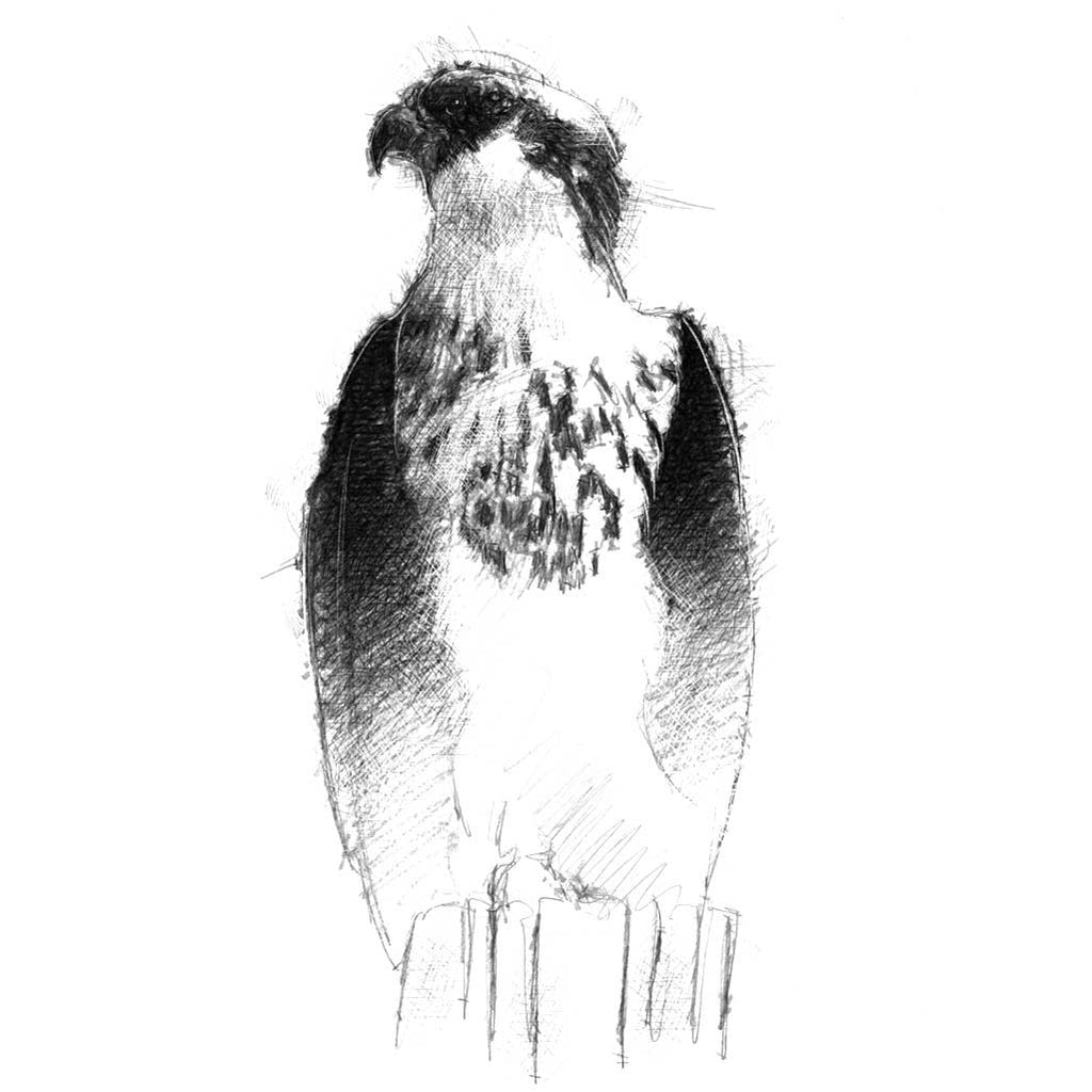 Osprey