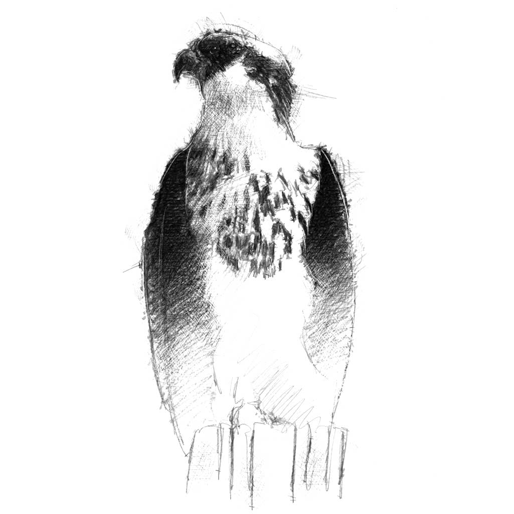 Osprey
