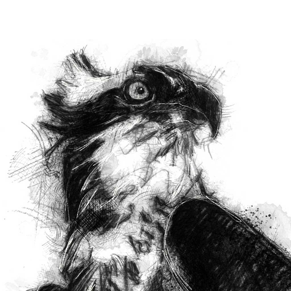 Osprey