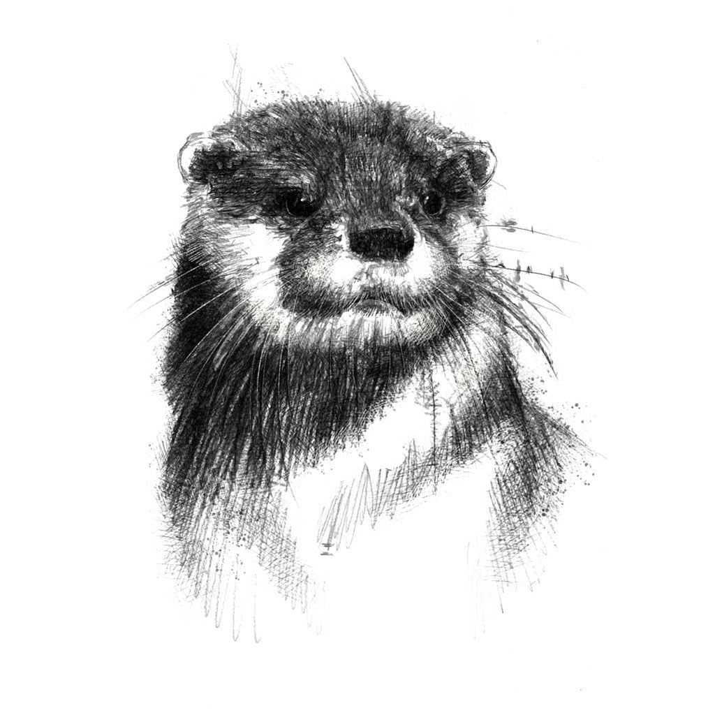 British otter