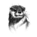 British otter