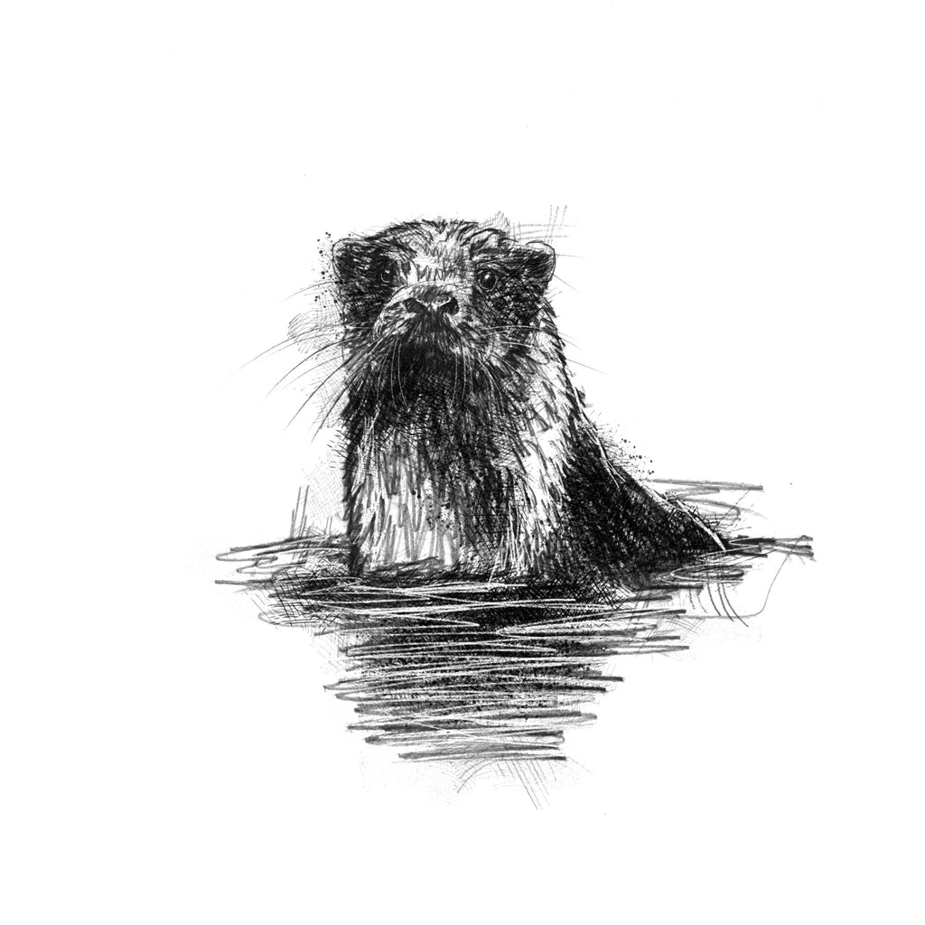 otter in a river sketch