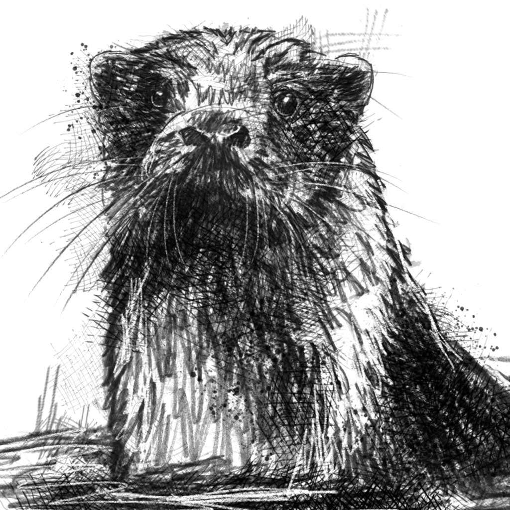 Eurasian Otter - BW Sketch