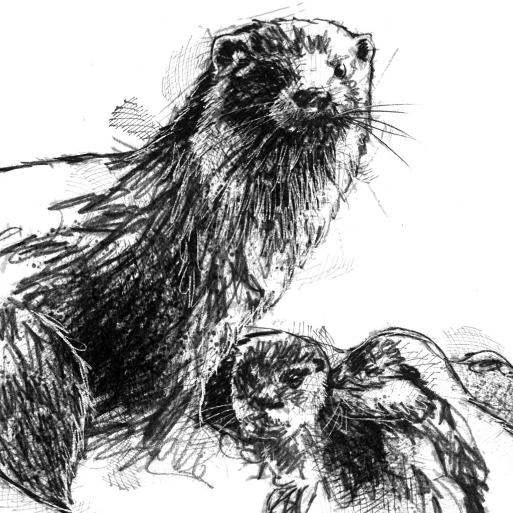Otter family - BW Sketch