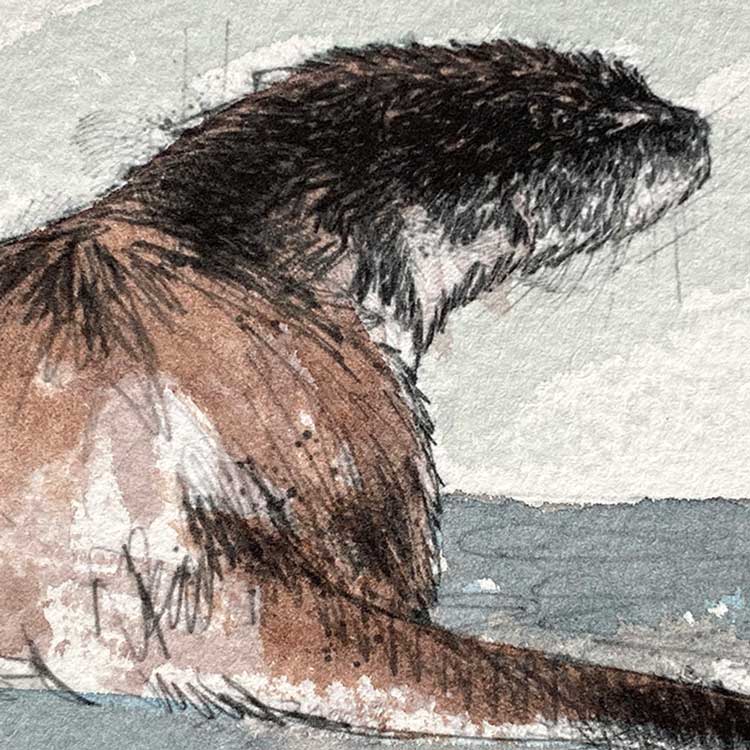 Otter original mini sketch