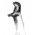 Otter