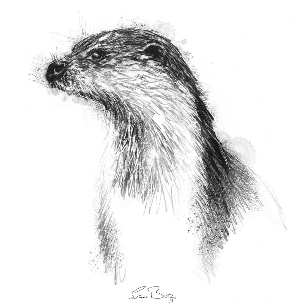 British otter sketch