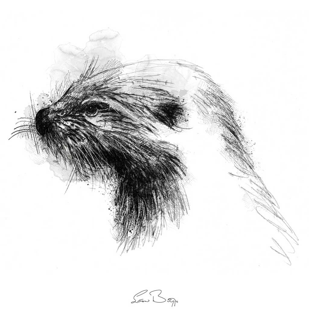 European otter