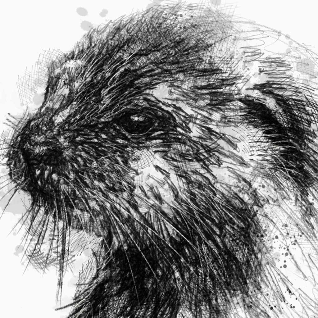 British otter