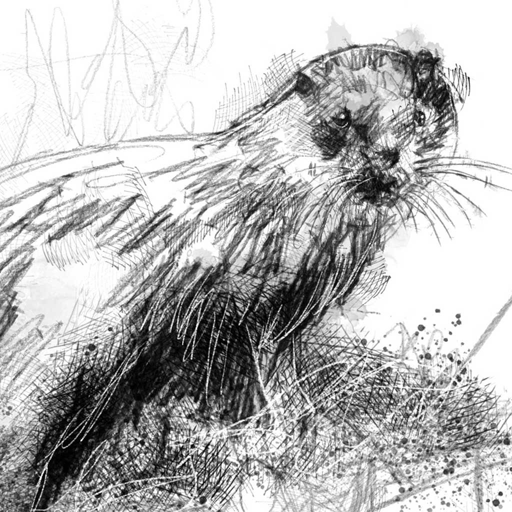 Wet otter