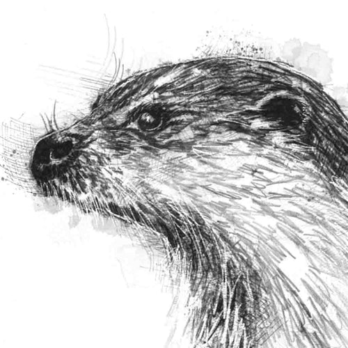 British otter sketch