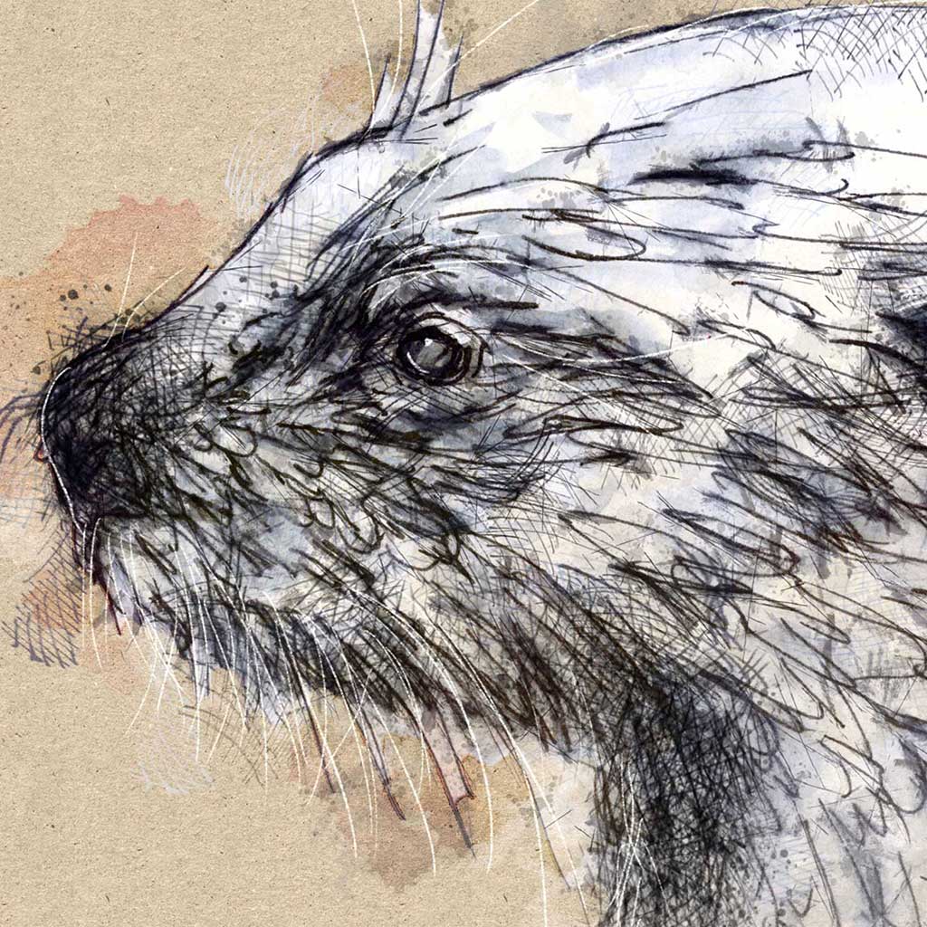 European otter