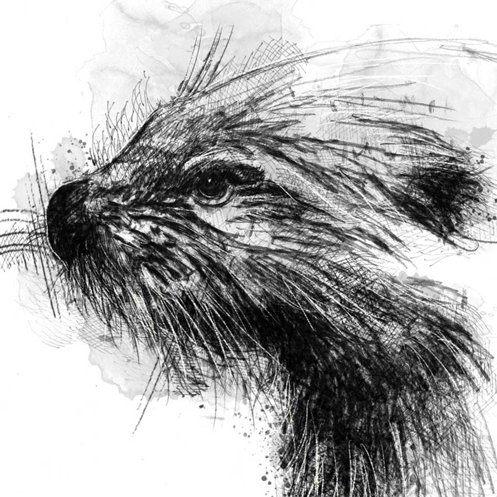 European otter