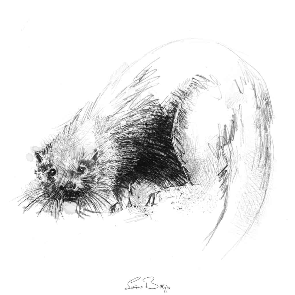Otter cub