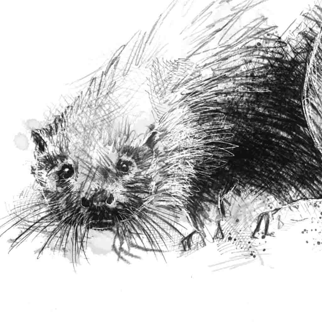 Otter cub