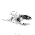 Otter on the move