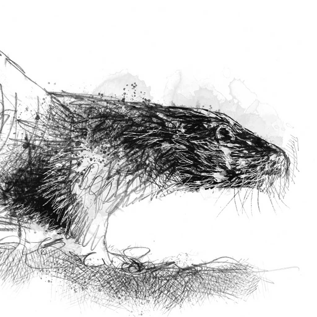 Otter on the move