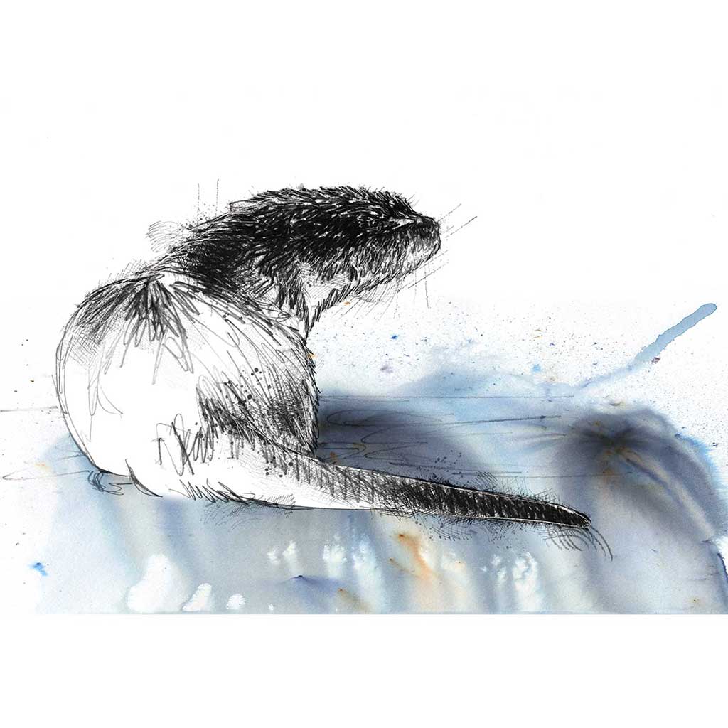 Otter water