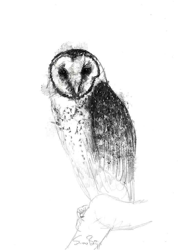 Masked owl