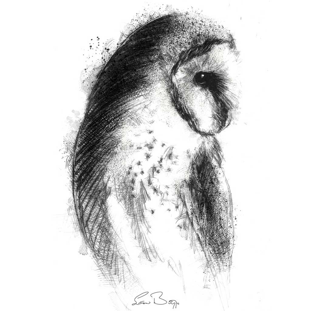 Barn owl