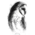 Barn owl