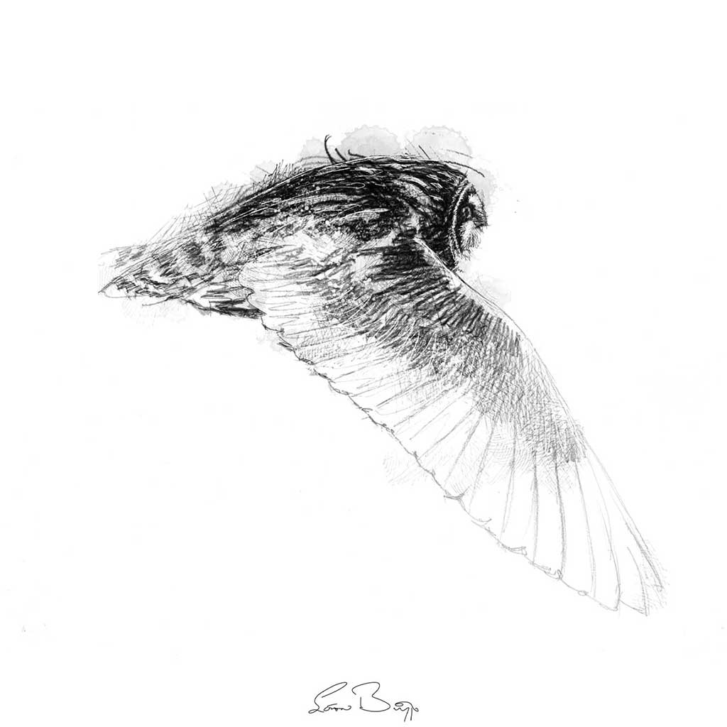 Small eared owl