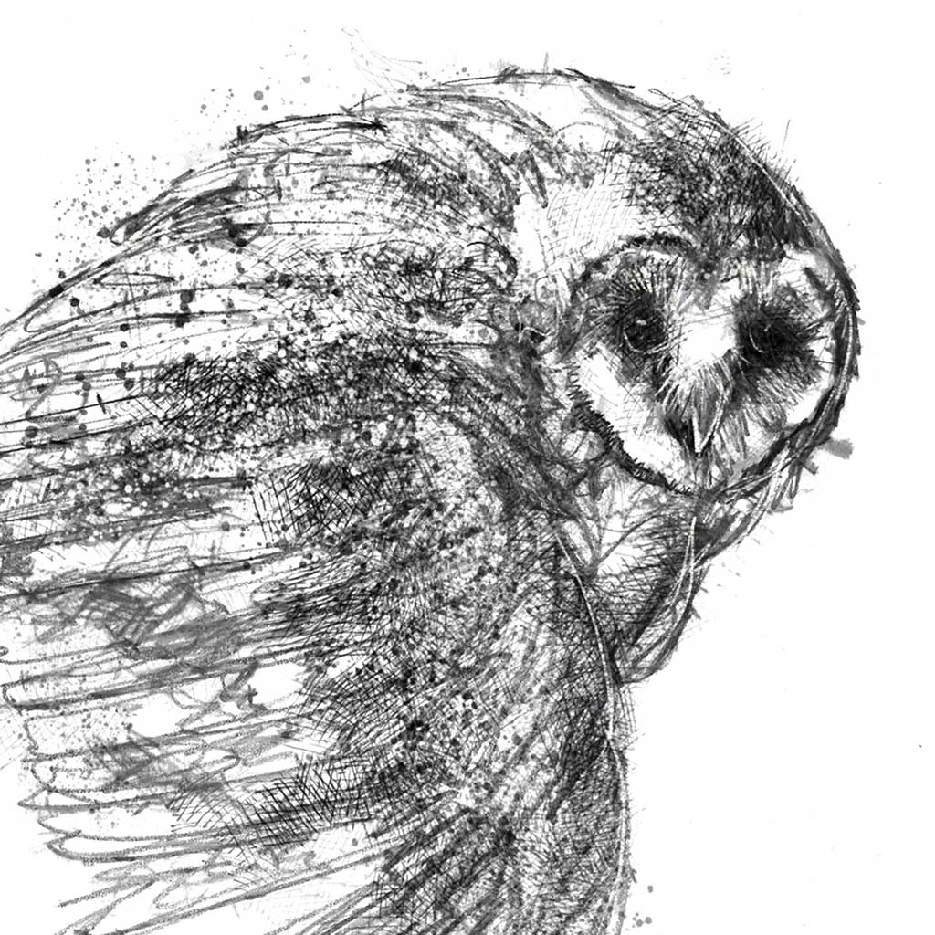 Barn owl