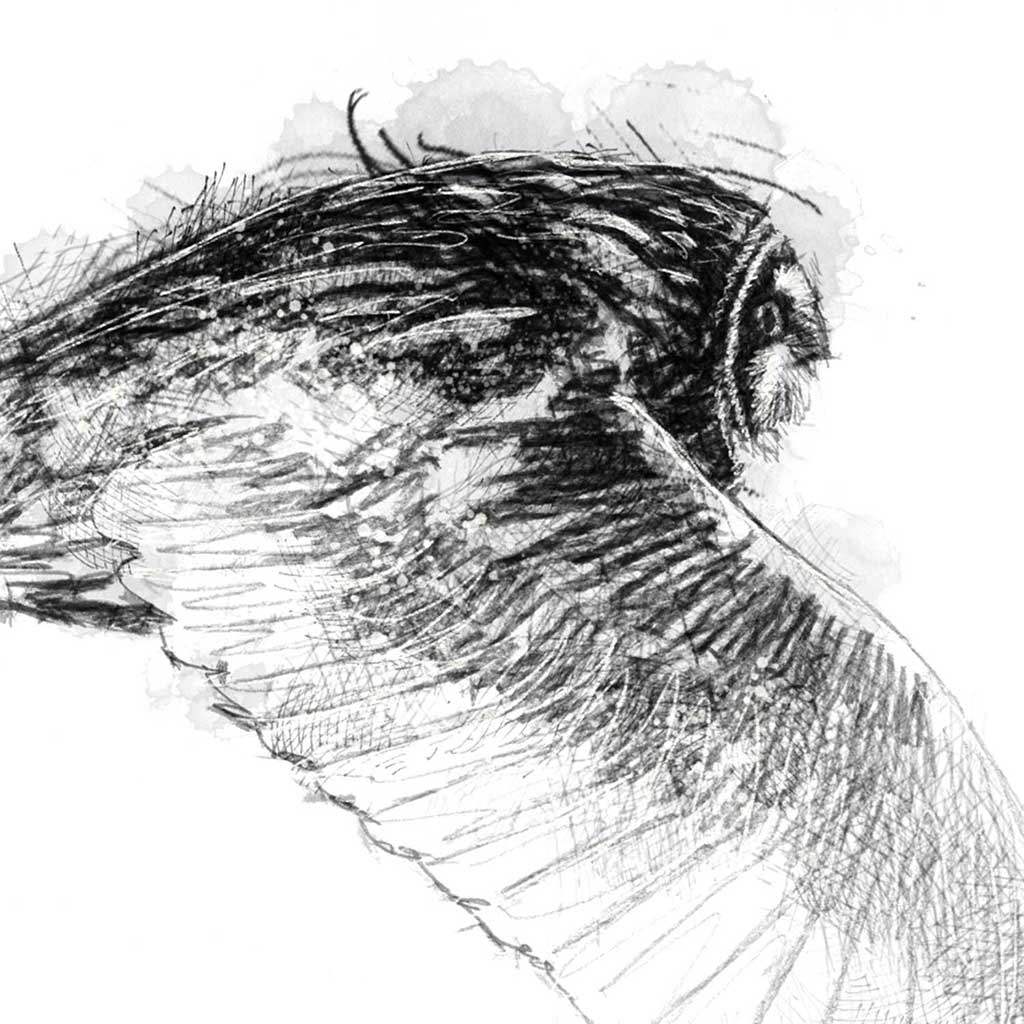 Small eared owl