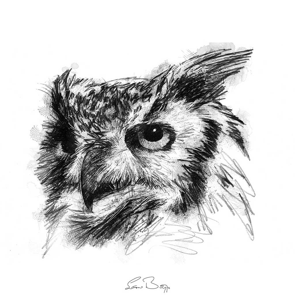 Long eared owl