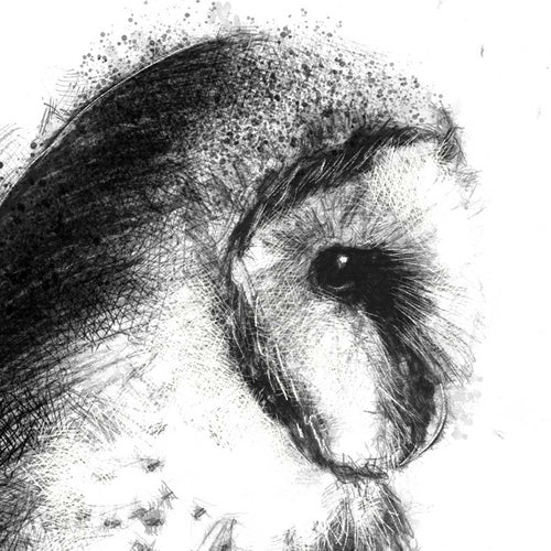 Barn owl