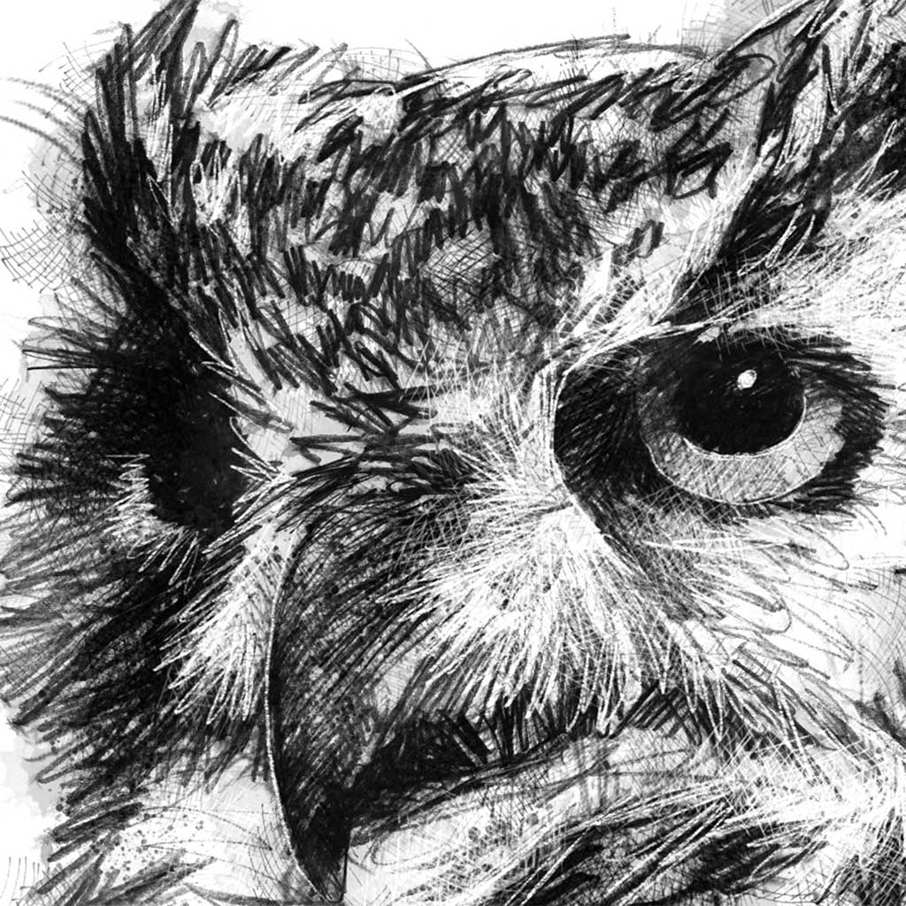 Long eared owl