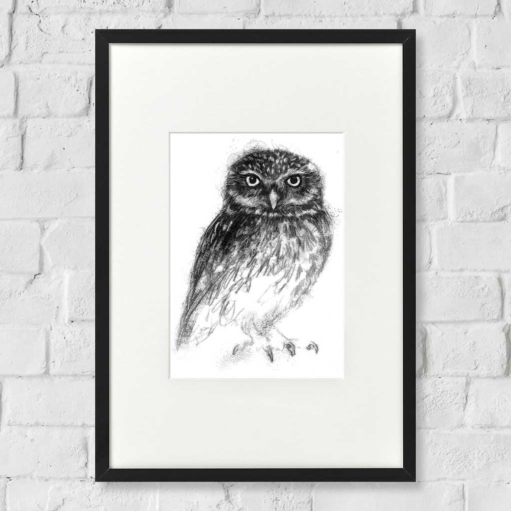 Little owl
