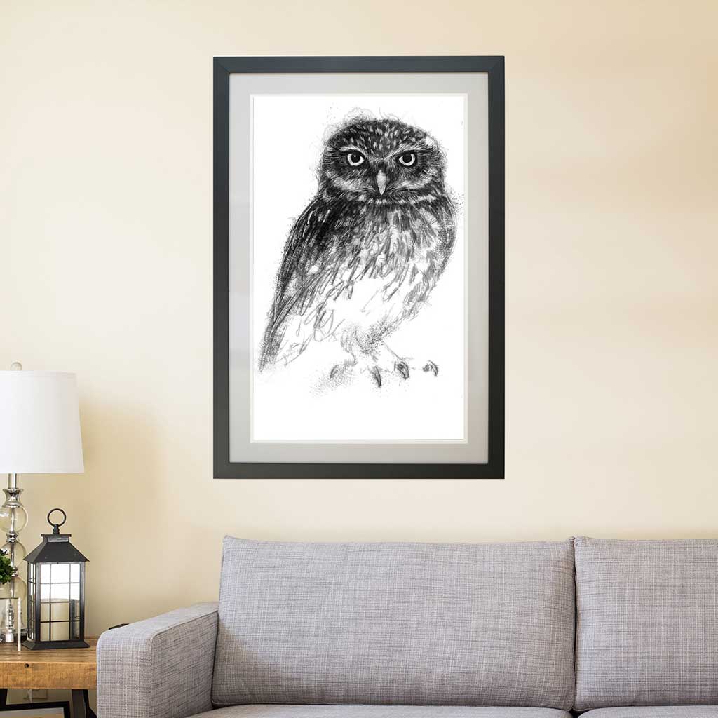 Little owl