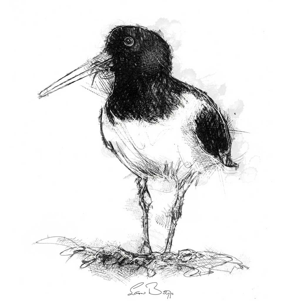 Oyster catcher
