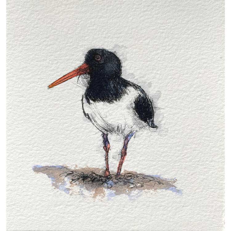 Oyster catcher original sketch