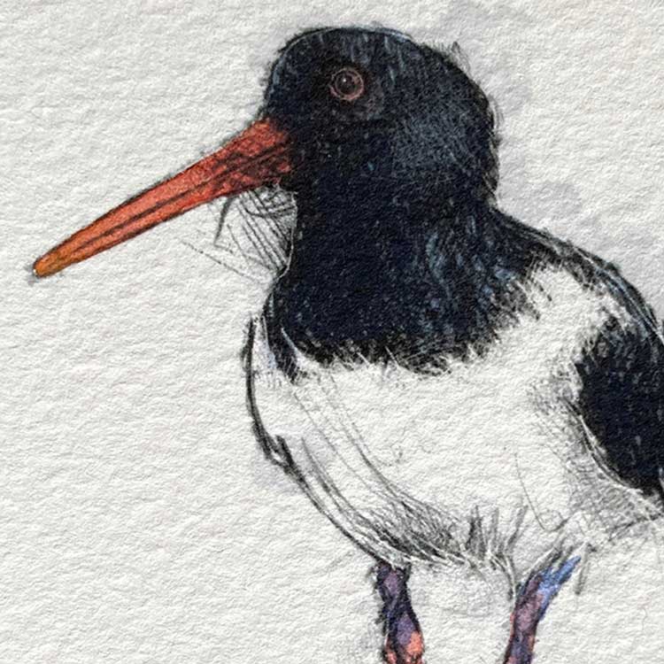 Oyster catcher original sketch