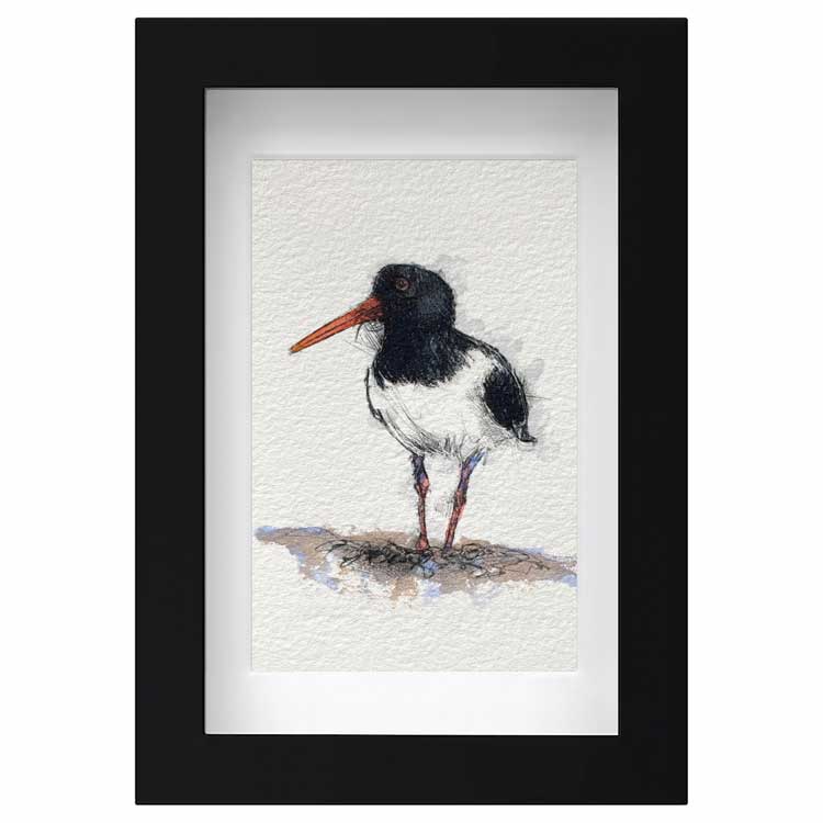 Oyster catcher original sketch