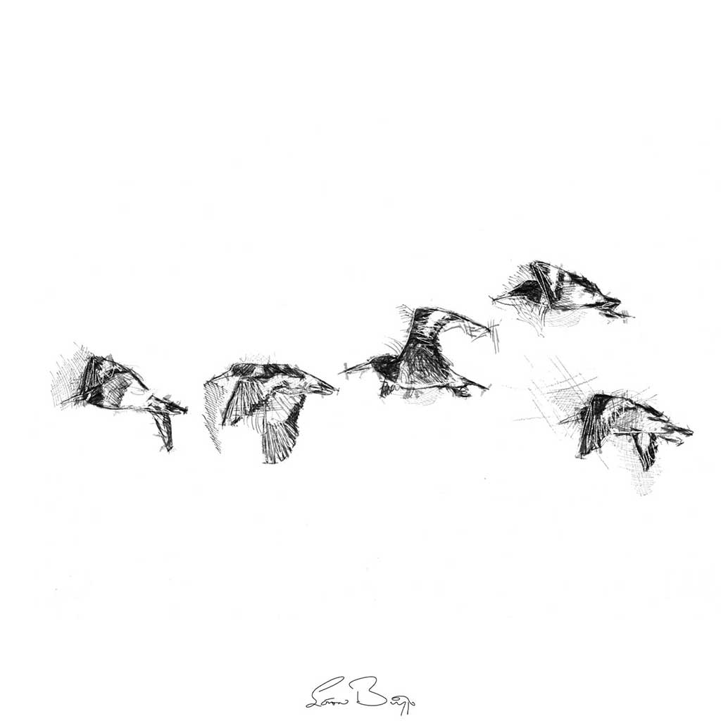 Oyster catchers flight