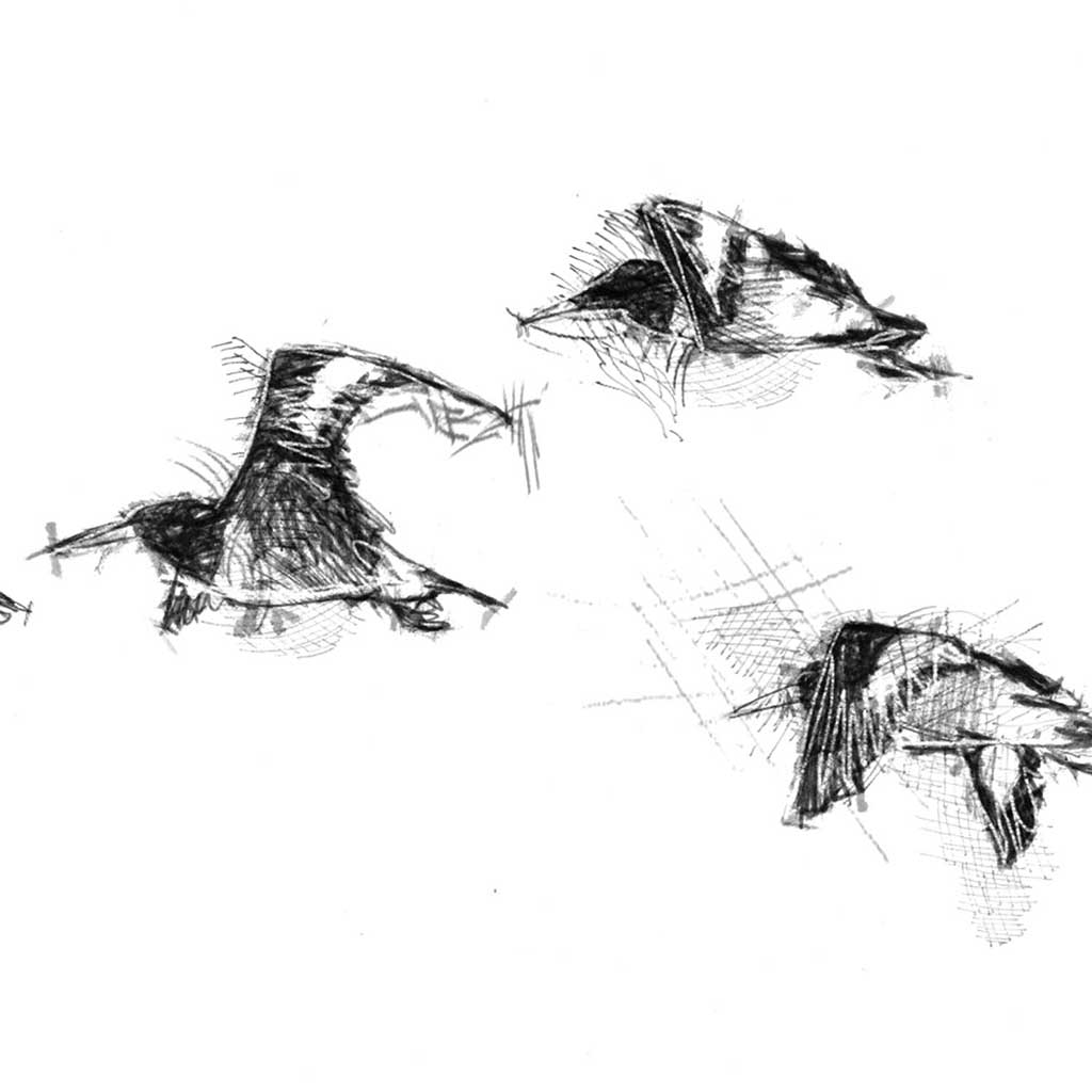 Oyster catchers flight