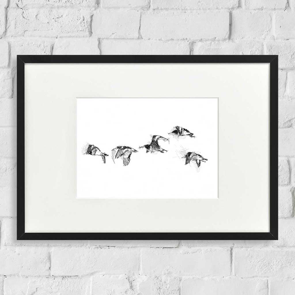 Oyster catchers flight