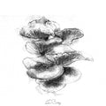 Oyster mushroom