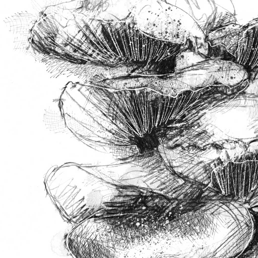 Oyster mushroom
