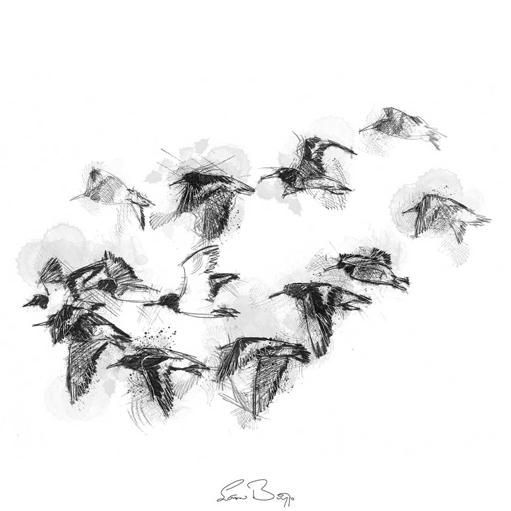 Oystercatcher flock
