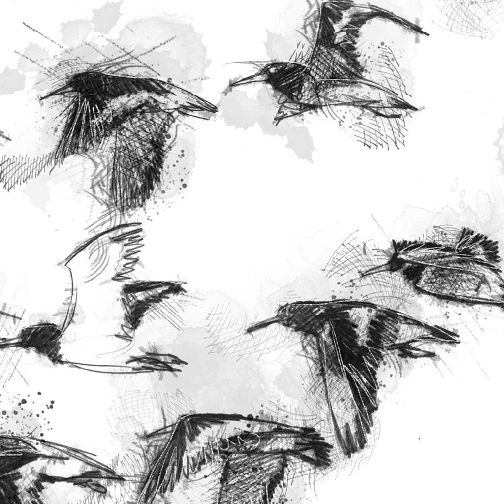 Oystercatcher flock