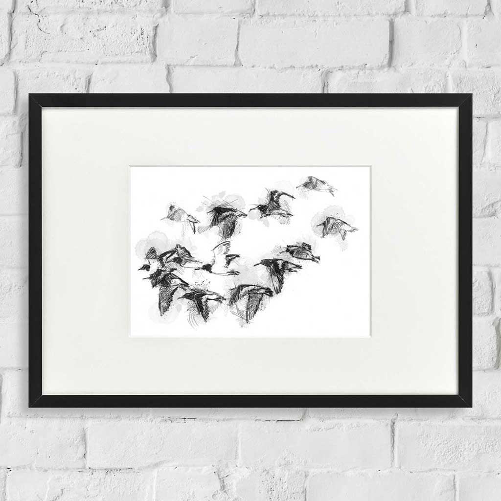 Oystercatcher flock