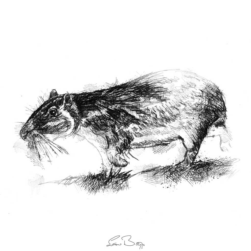 Paca